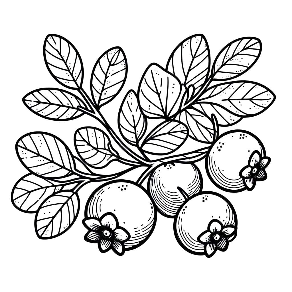 Borůvka k vytisknutí omalovánka