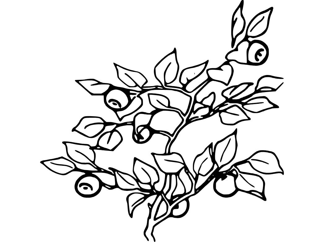 Borůvka zdarma pro děti omalovánka