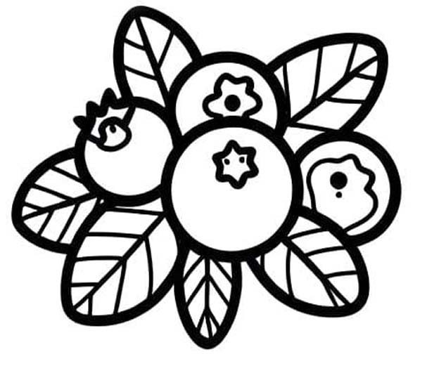 Borůvka zdarma snadný omalovánka