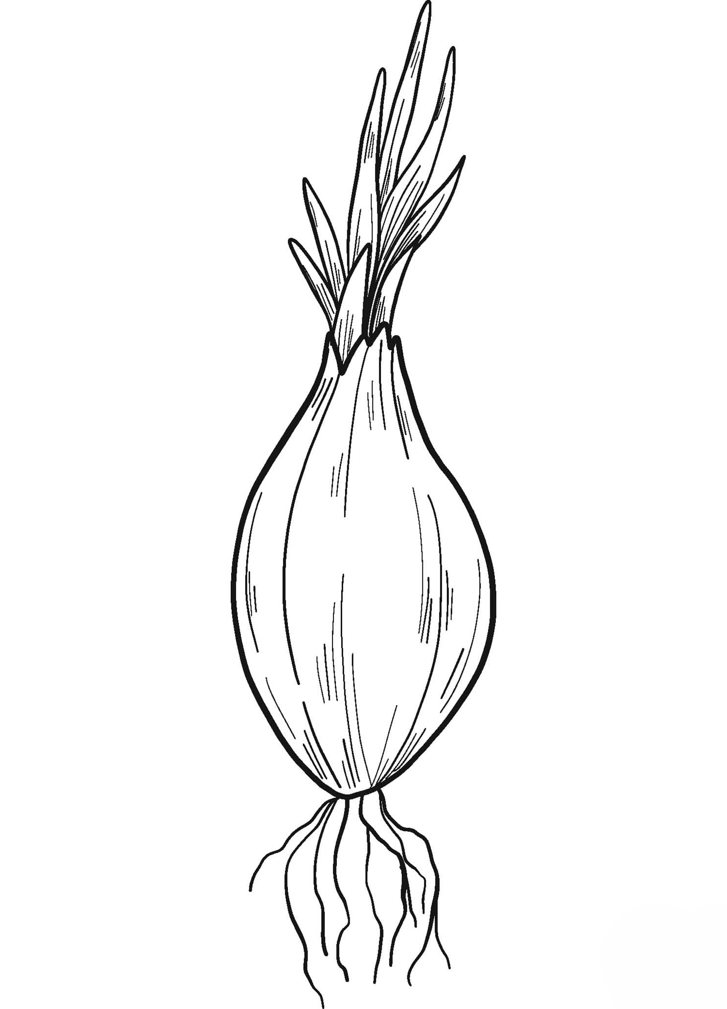 Cibule snadný tisknutelné omalovánka