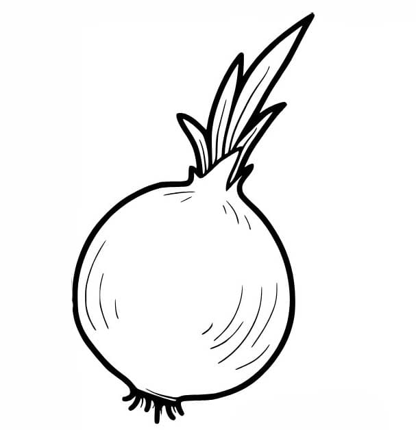 Cibule základní tisknutelné omalovánka