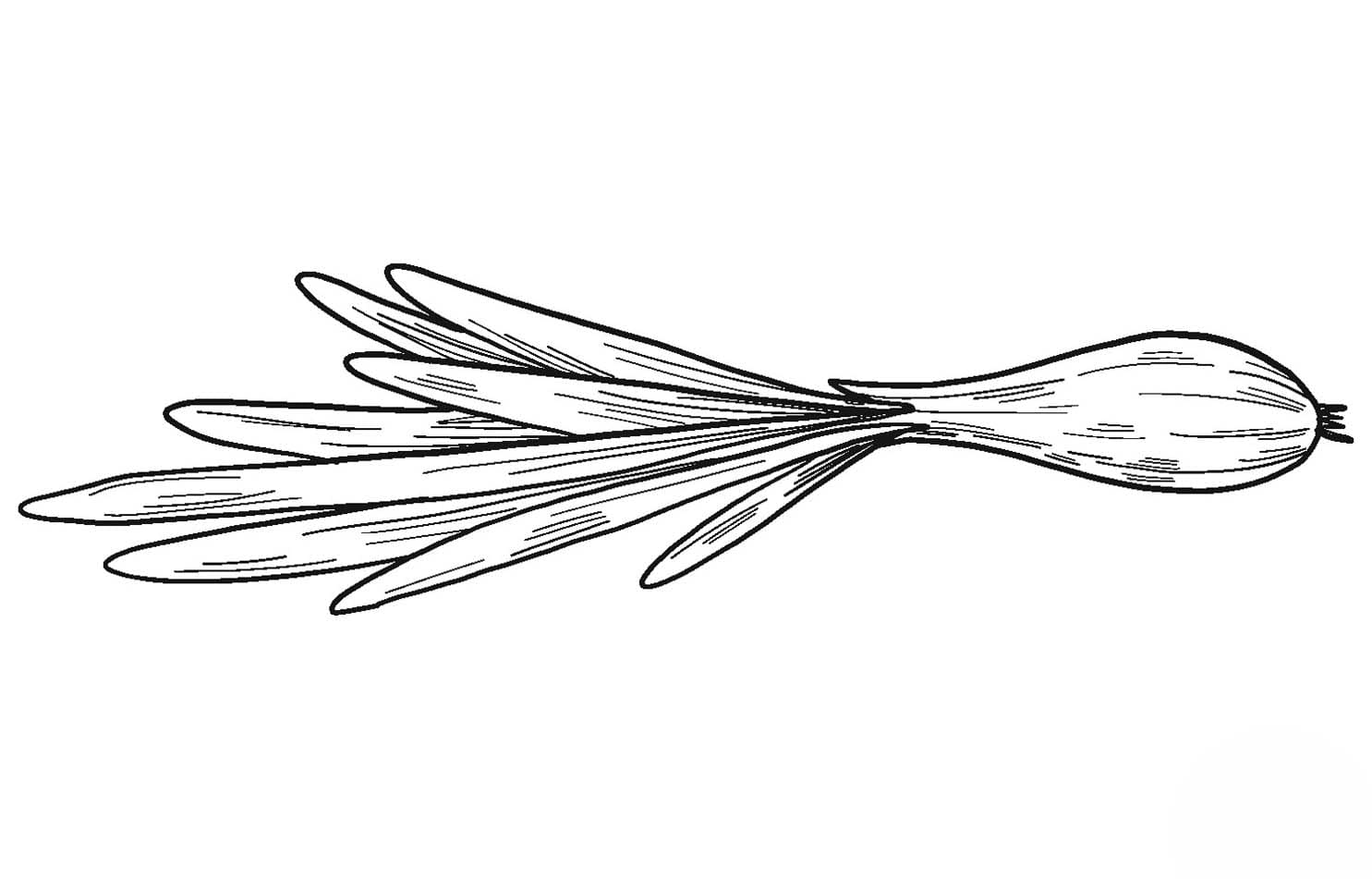 Cibule zdarma snadný omalovánka