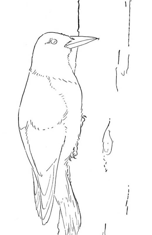 Datel pro děti omalovánka