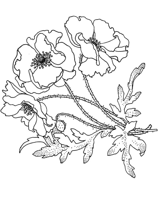 Mák tisknutelné pro děti omalovánka