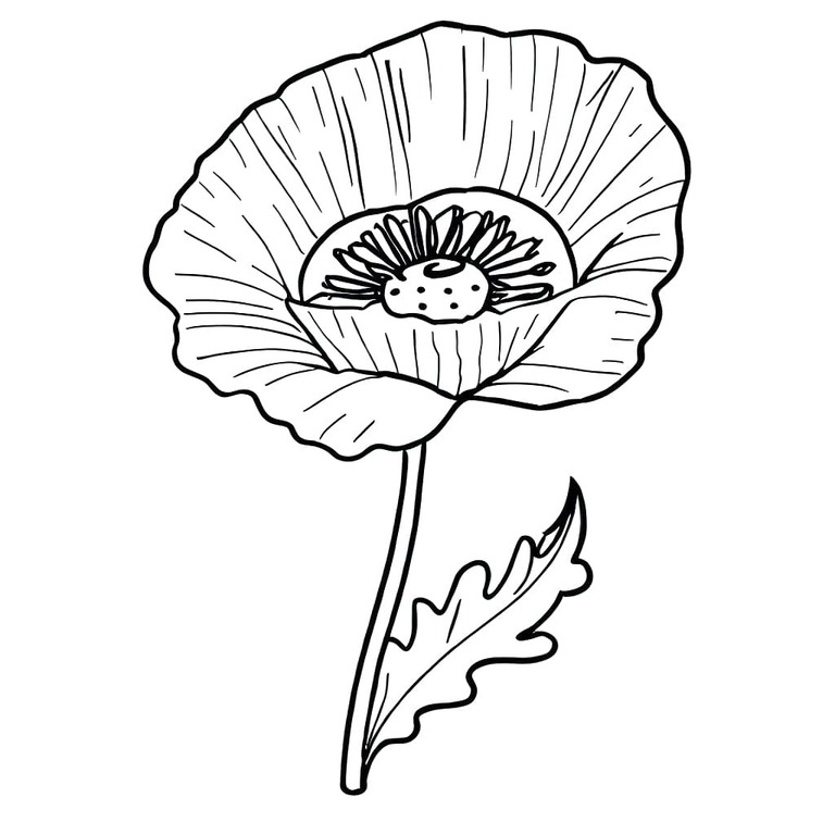 Mák zdarma pro děti omalovánka