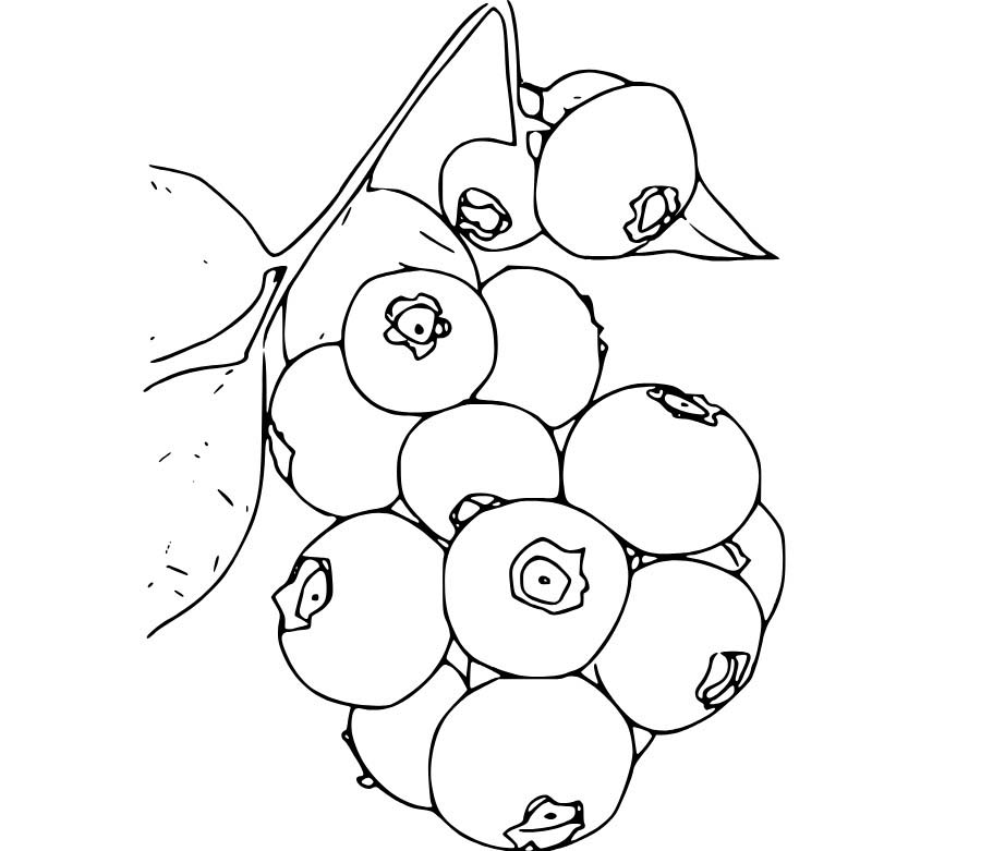 Borůvka omalovánky