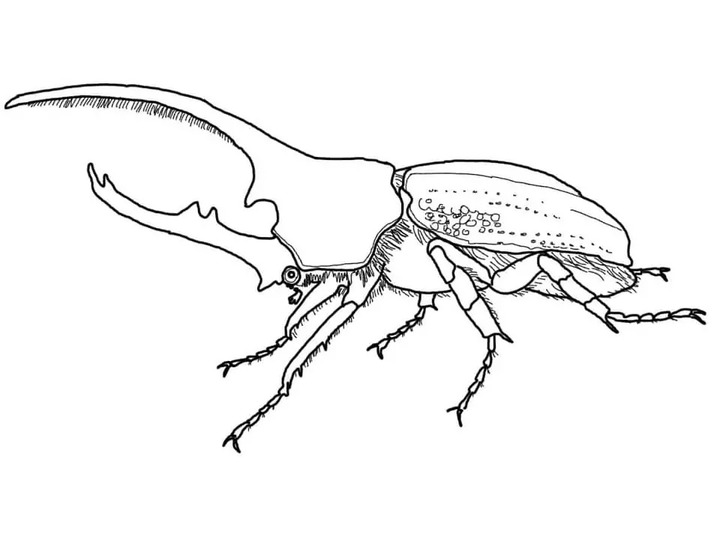 Nakreslete Brouci zdarma prostý omalovánka