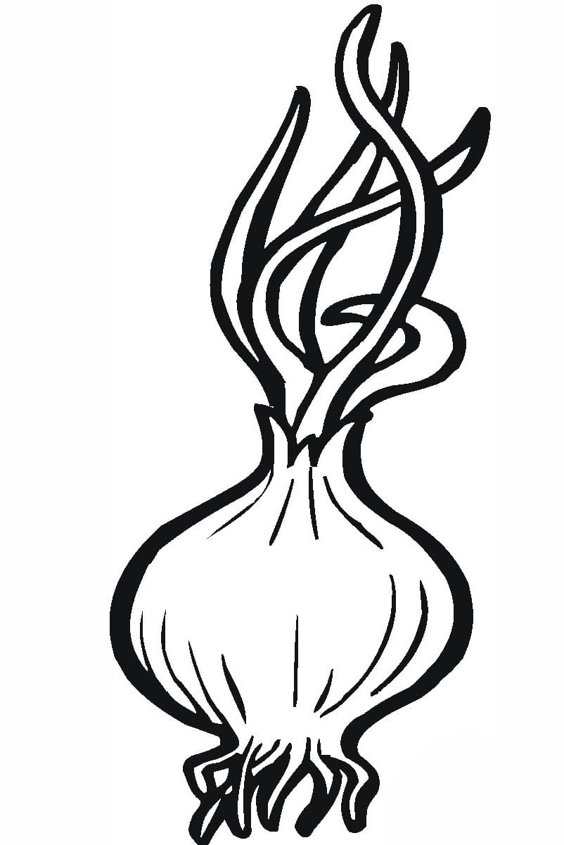 Nakreslete Cibule snadný omalovánka