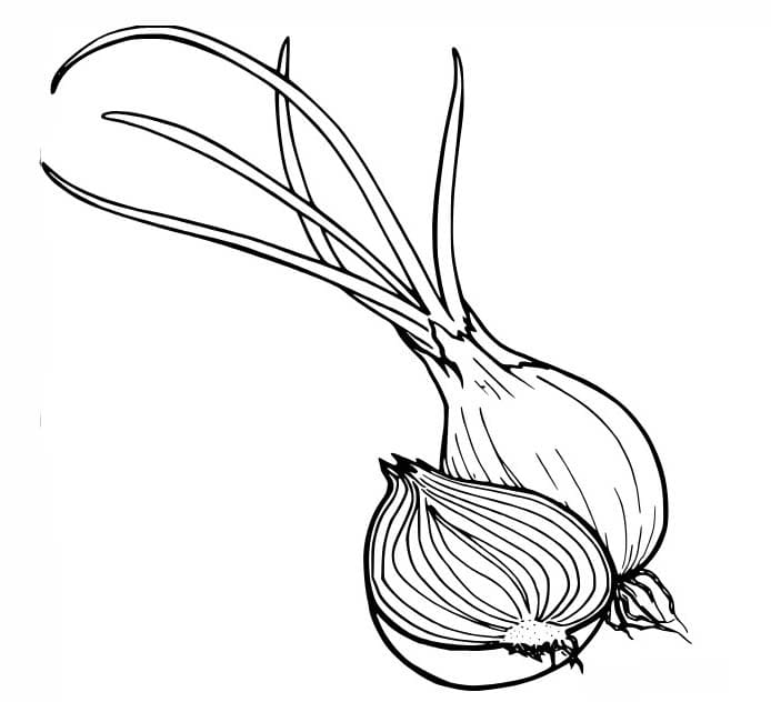 Nakreslete Cibule tisknutelné omalovánka