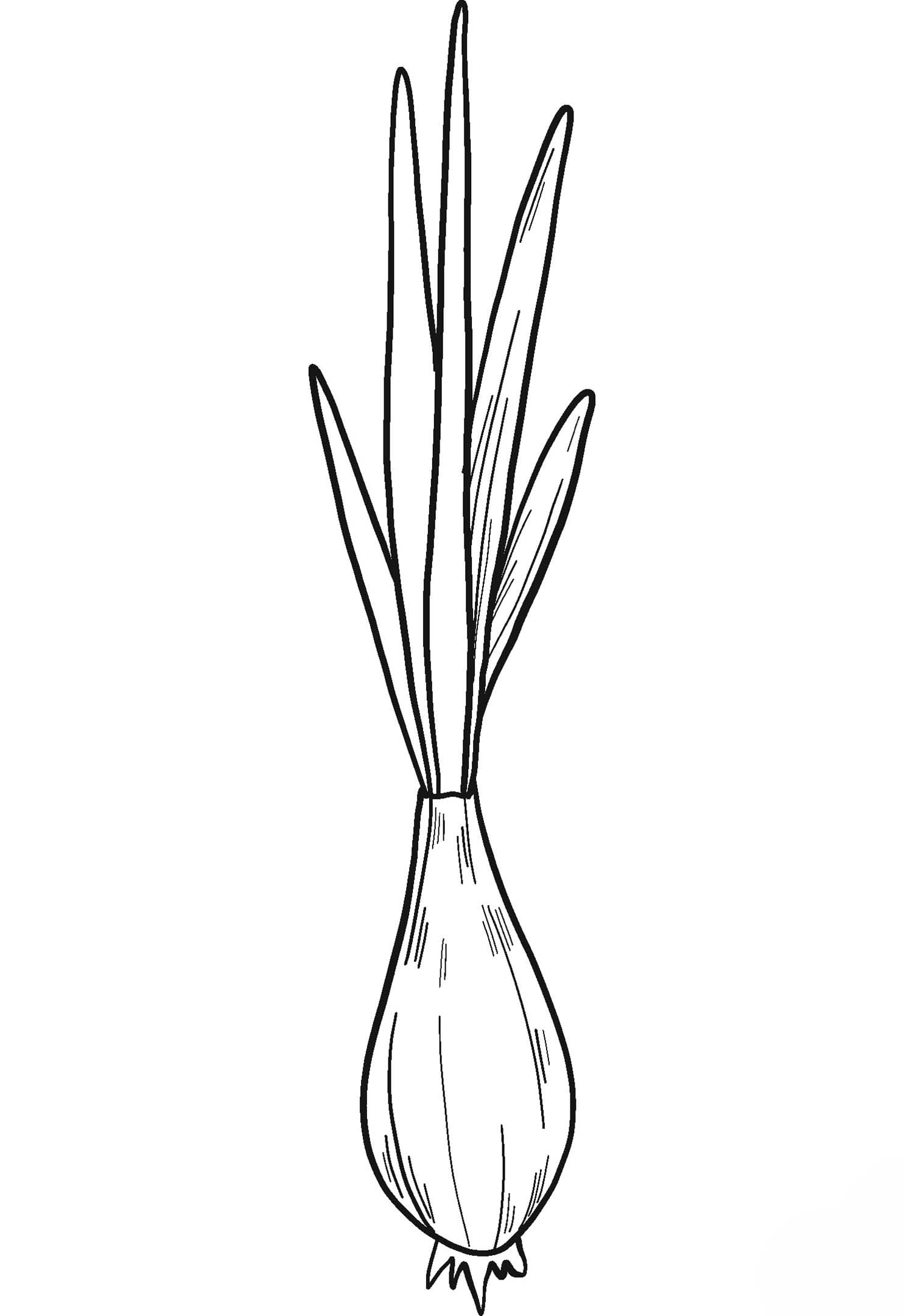 Nakreslete Cibule zdarma prostý tisknutelné omalovánka