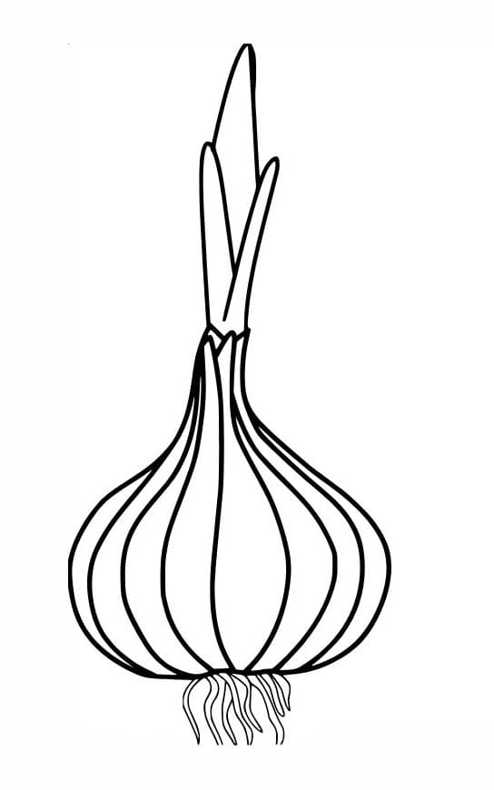 Nakreslete Cibule zdarma snadný tisknutelné omalovánka
