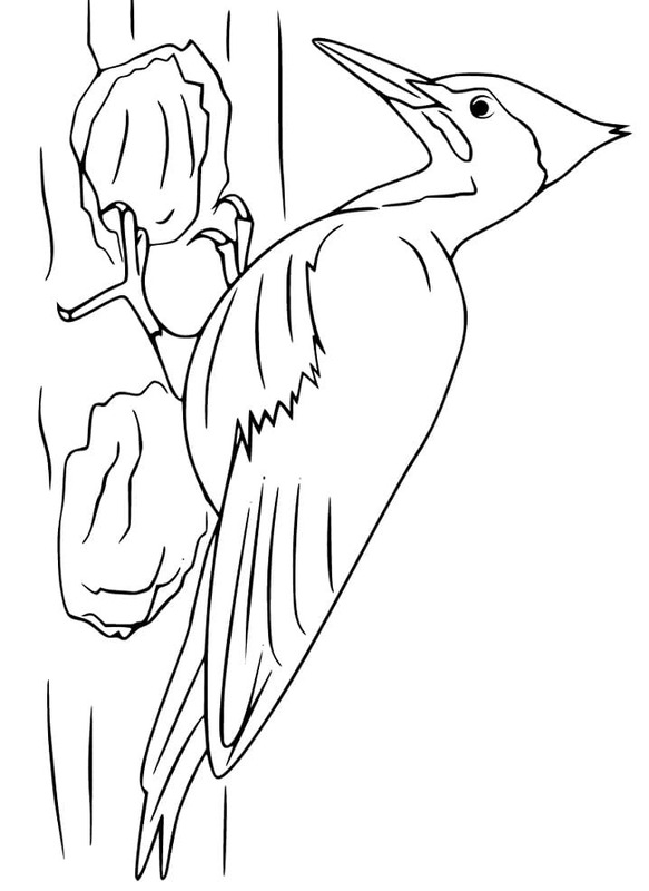 Nakreslete Datel zdarma snadný omalovánka