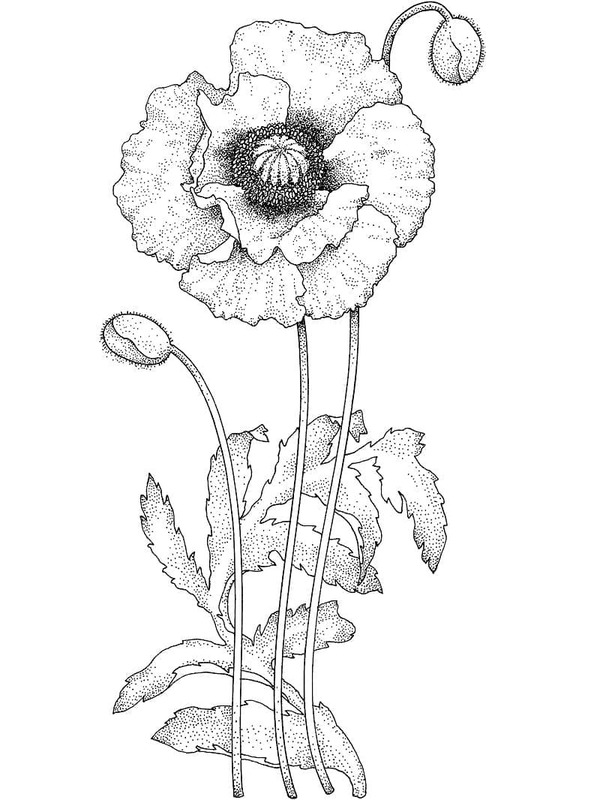 Nakreslete Mák 6 omalovánka