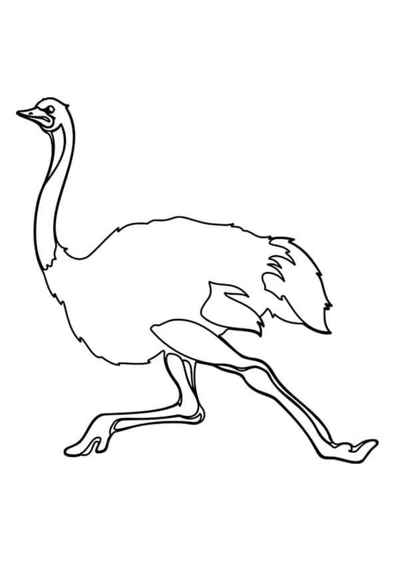 Nakreslete Pštros pro děti omalovánka