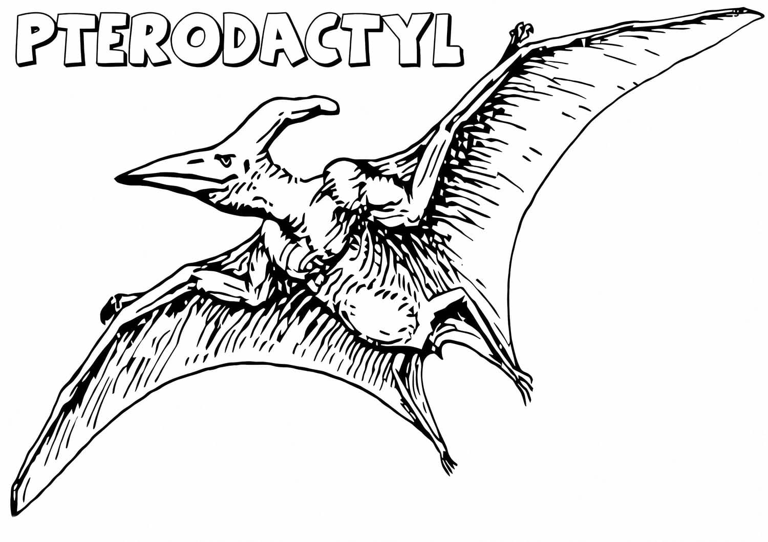 Nakreslete Pterodaktyl snadný tisknutelné omalovánka