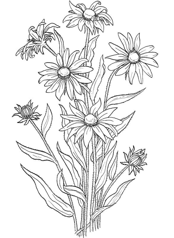 Nakreslete Sedmikráska tisknutelné pro děti omalovánka