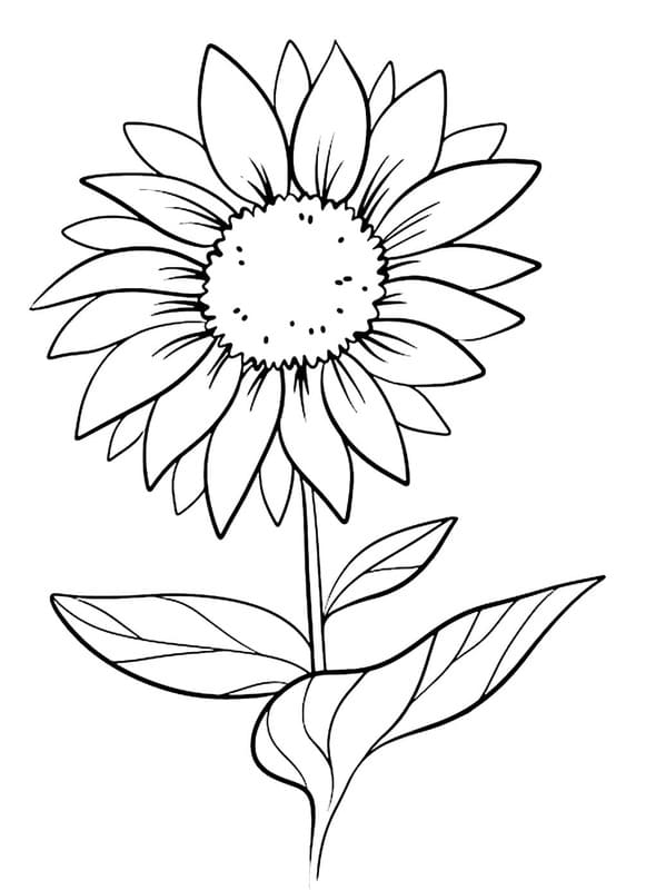 Nakreslete Sedmikráska zdarma pro děti omalovánka