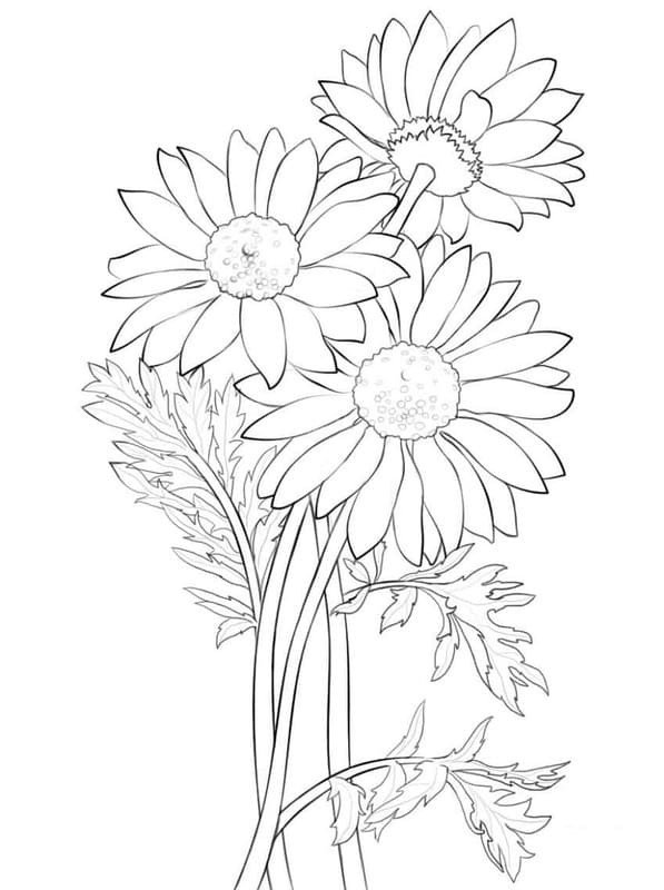 Nakreslete Sedmikráska zdarma základní tisknutelné omalovánka