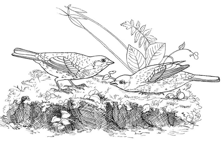 Nakreslete Vrabec prostý omalovánka