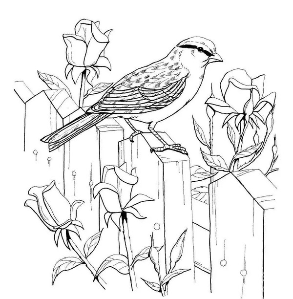 Nakreslete Vrabec základní omalovánka