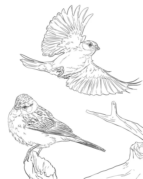 Nakreslete Vrabec zdarma prostý tisknutelné omalovánka