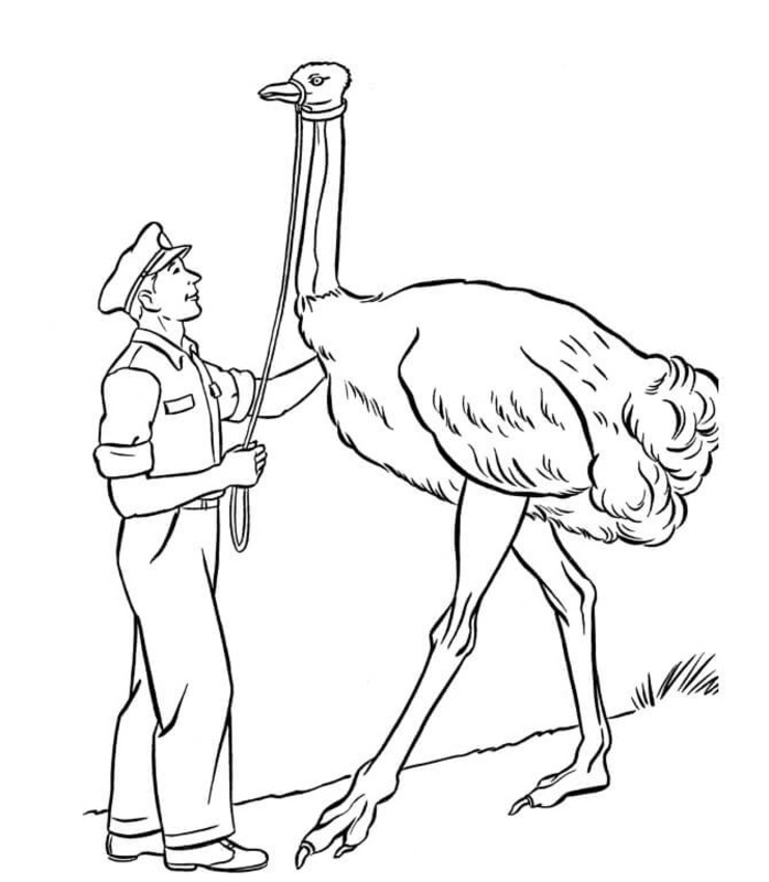 Pštros k vytisknutí zdarma omalovánka