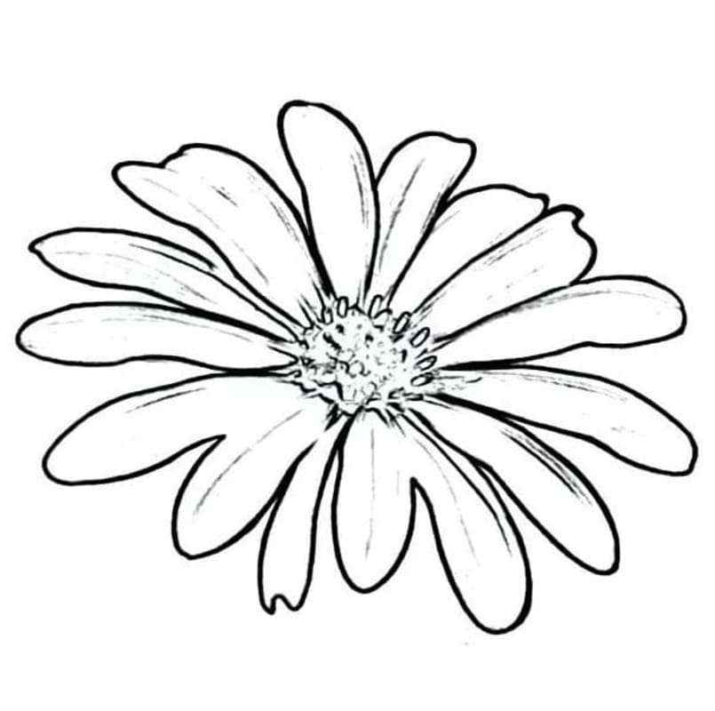 Sedmikráska zdarma pro děti omalovánka