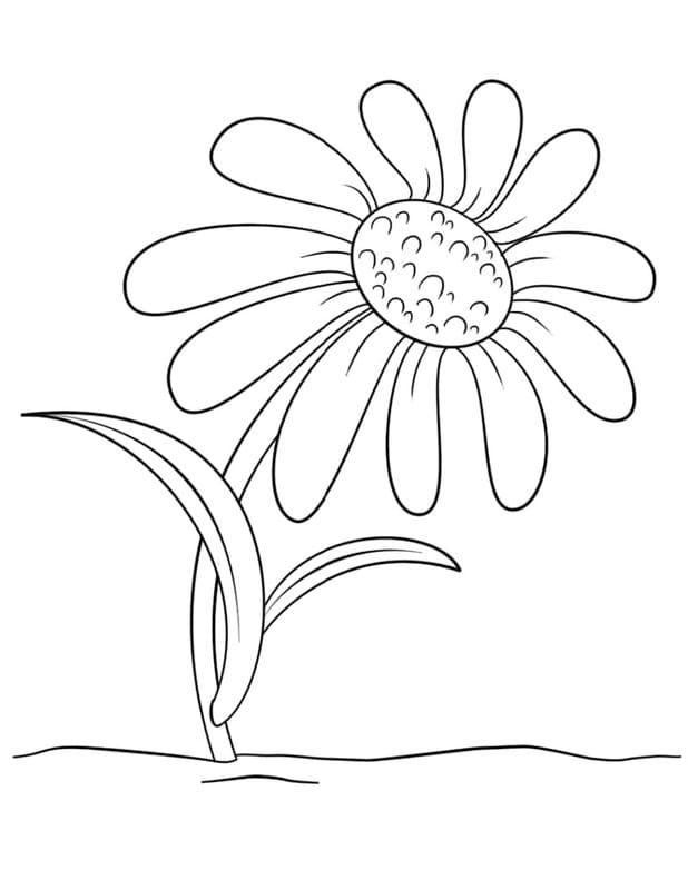 Sedmikráska zdarma snadný tisknutelné omalovánka