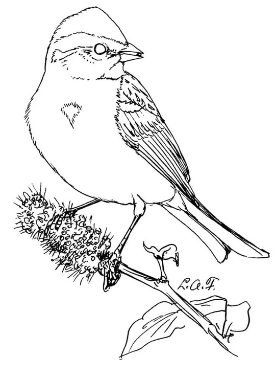 Vrabec tisknutelné pro děti omalovánka