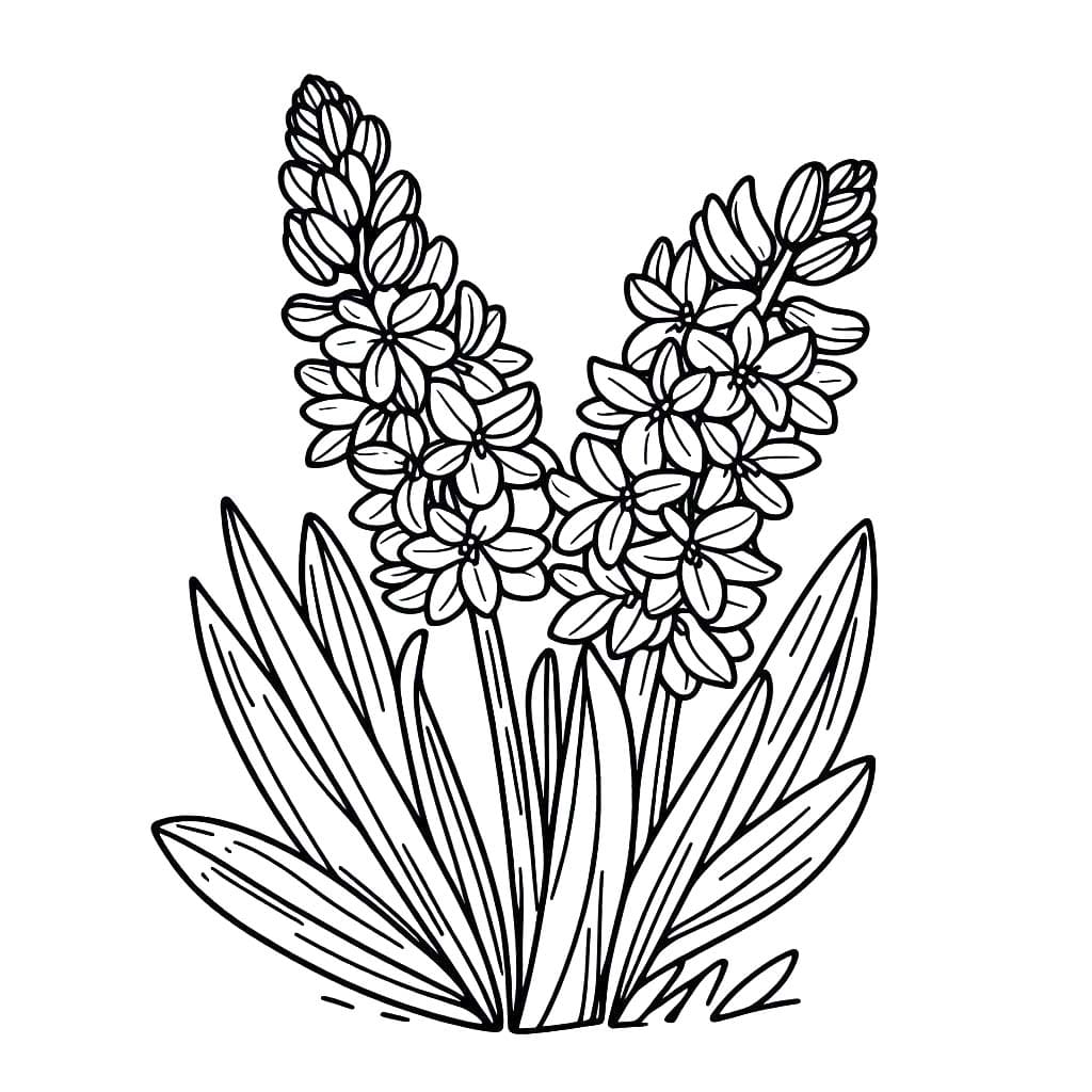 Hyacint pro děti omalovánka