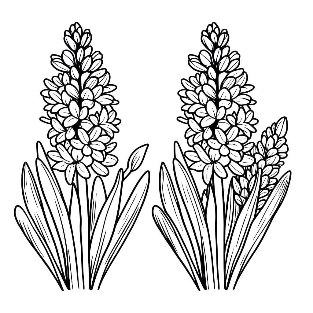 Hyacint prostý tisknutelné omalovánka