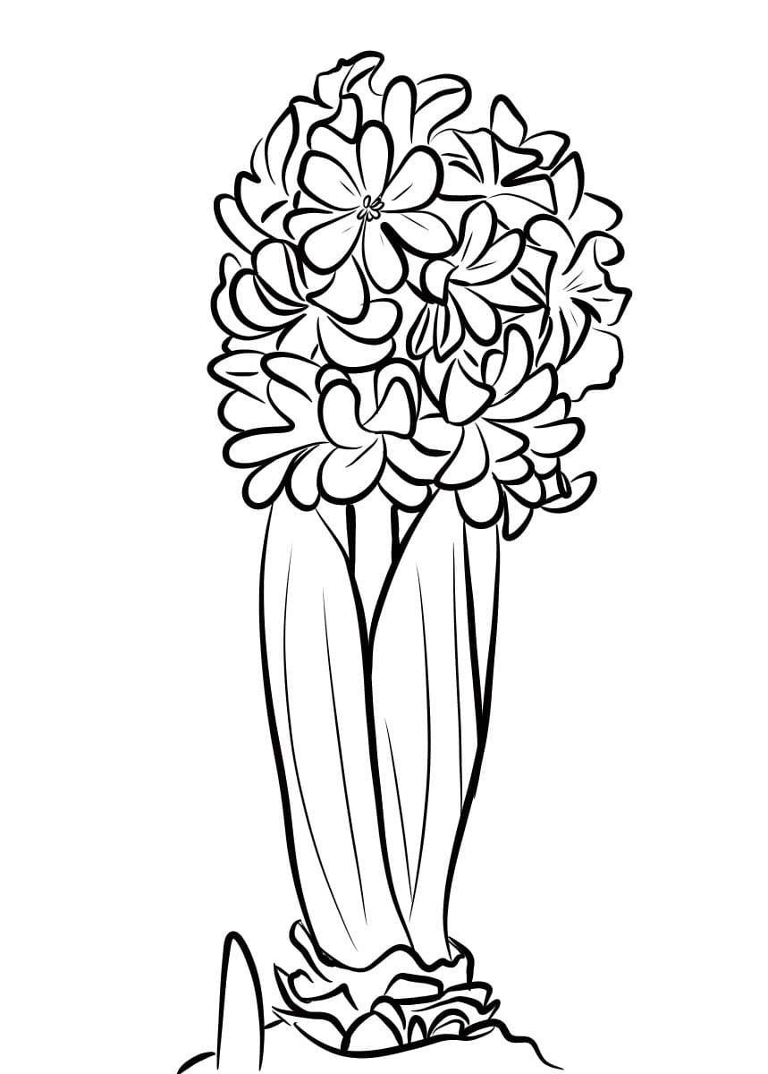 Hyacint snadný tisknutelné omalovánka