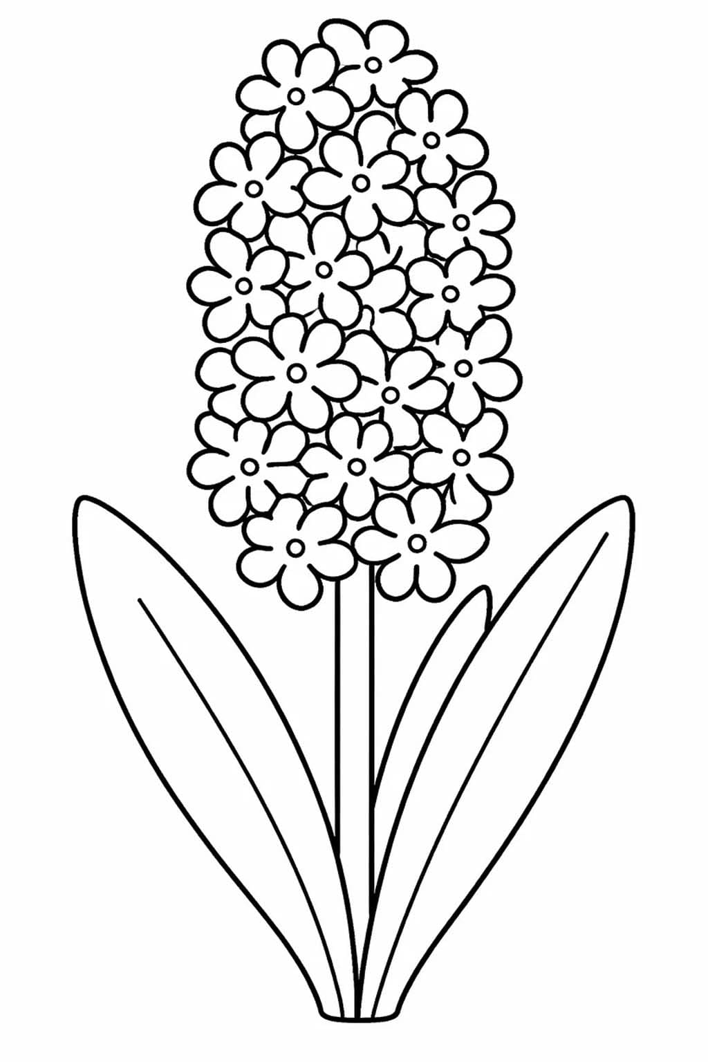 Hyacint základní tisknutelné omalovánka