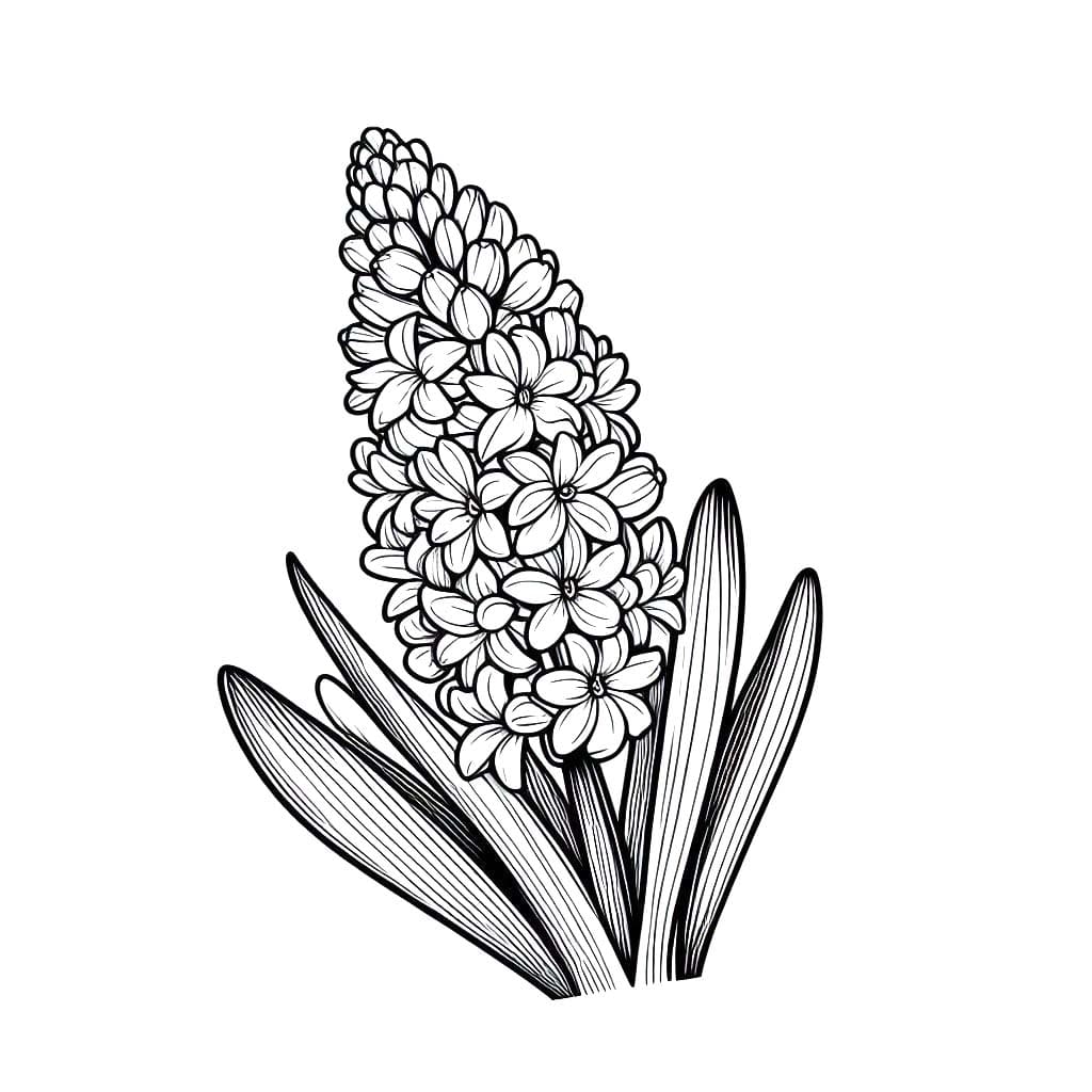 Hyacint zdarma prostý tisknutelné omalovánka