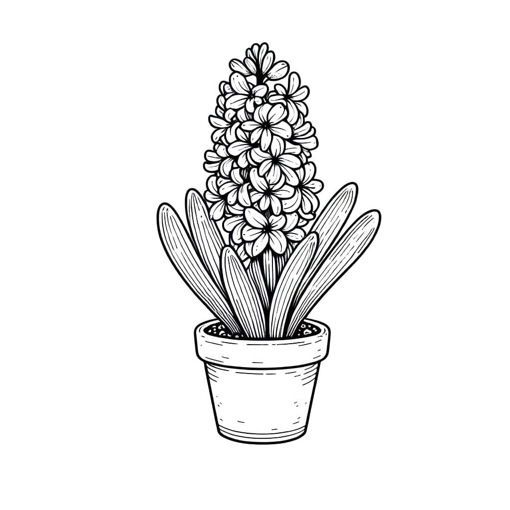 Hyacint zdarma prostý omalovánka