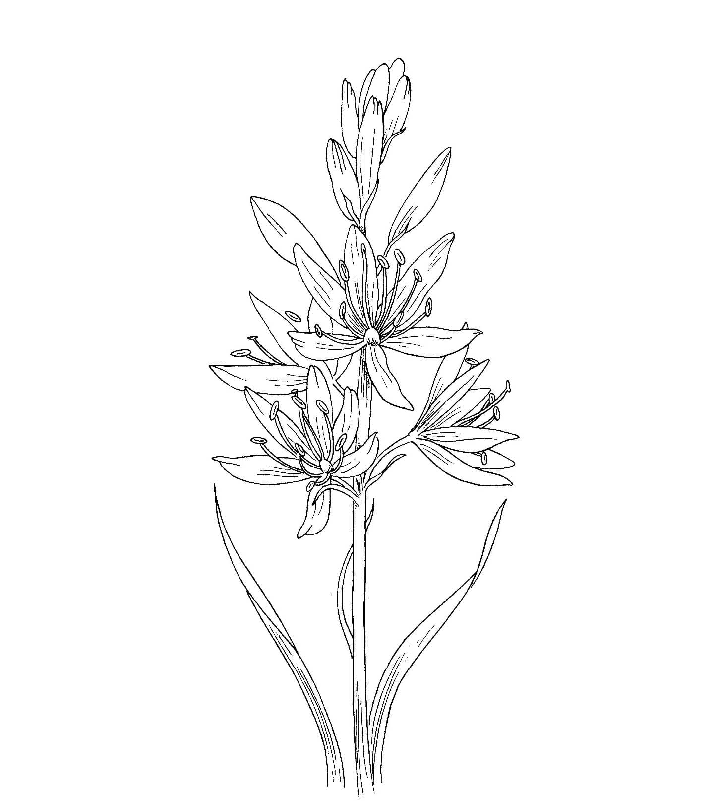 Hyacint zdarma snadný omalovánka