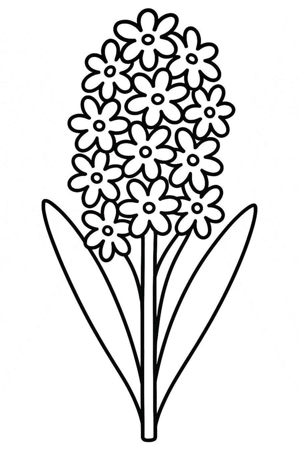 Hyacint zdarma základní tisknutelné omalovánka