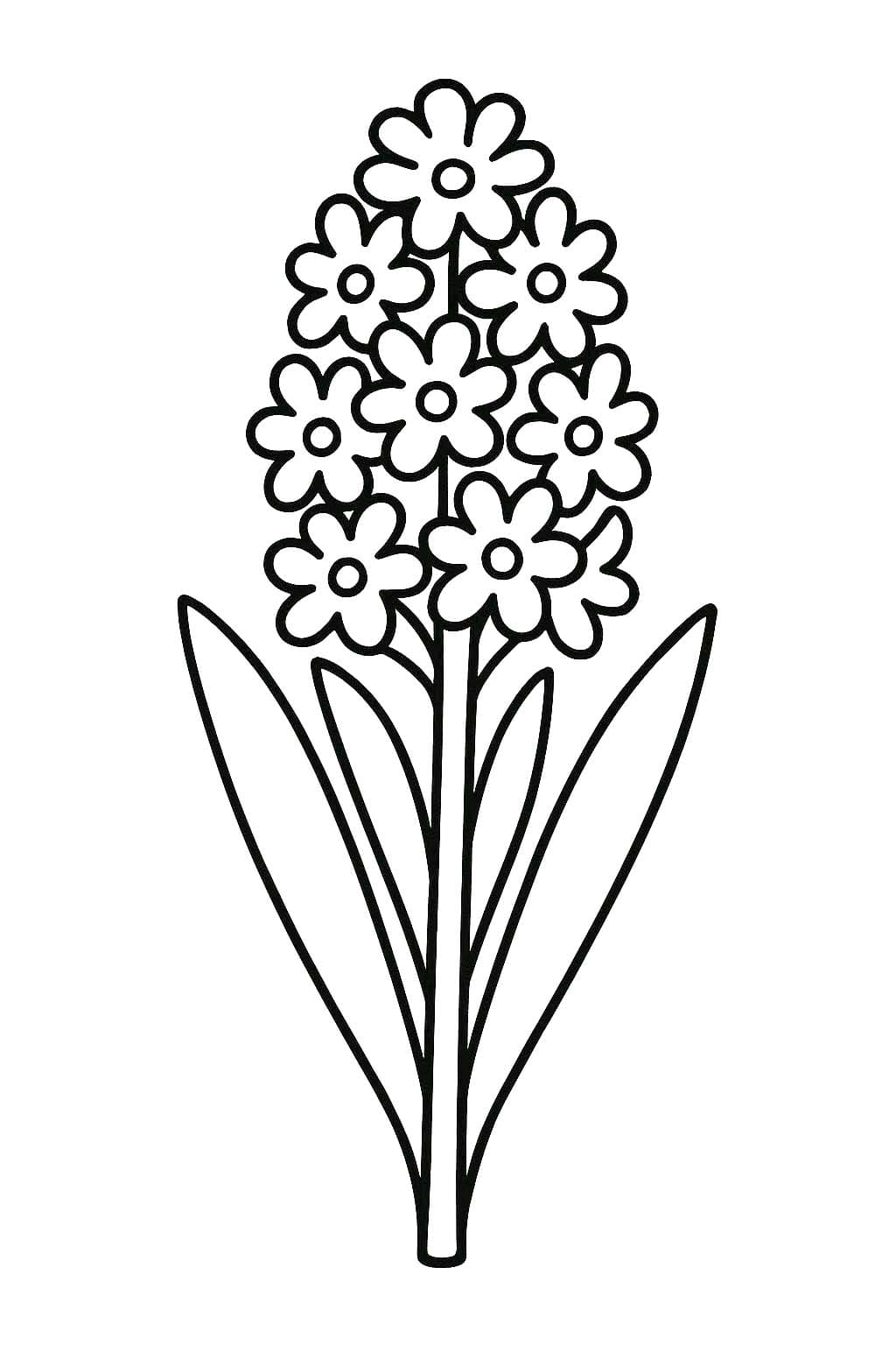 Hyacint zdarma základní omalovánka