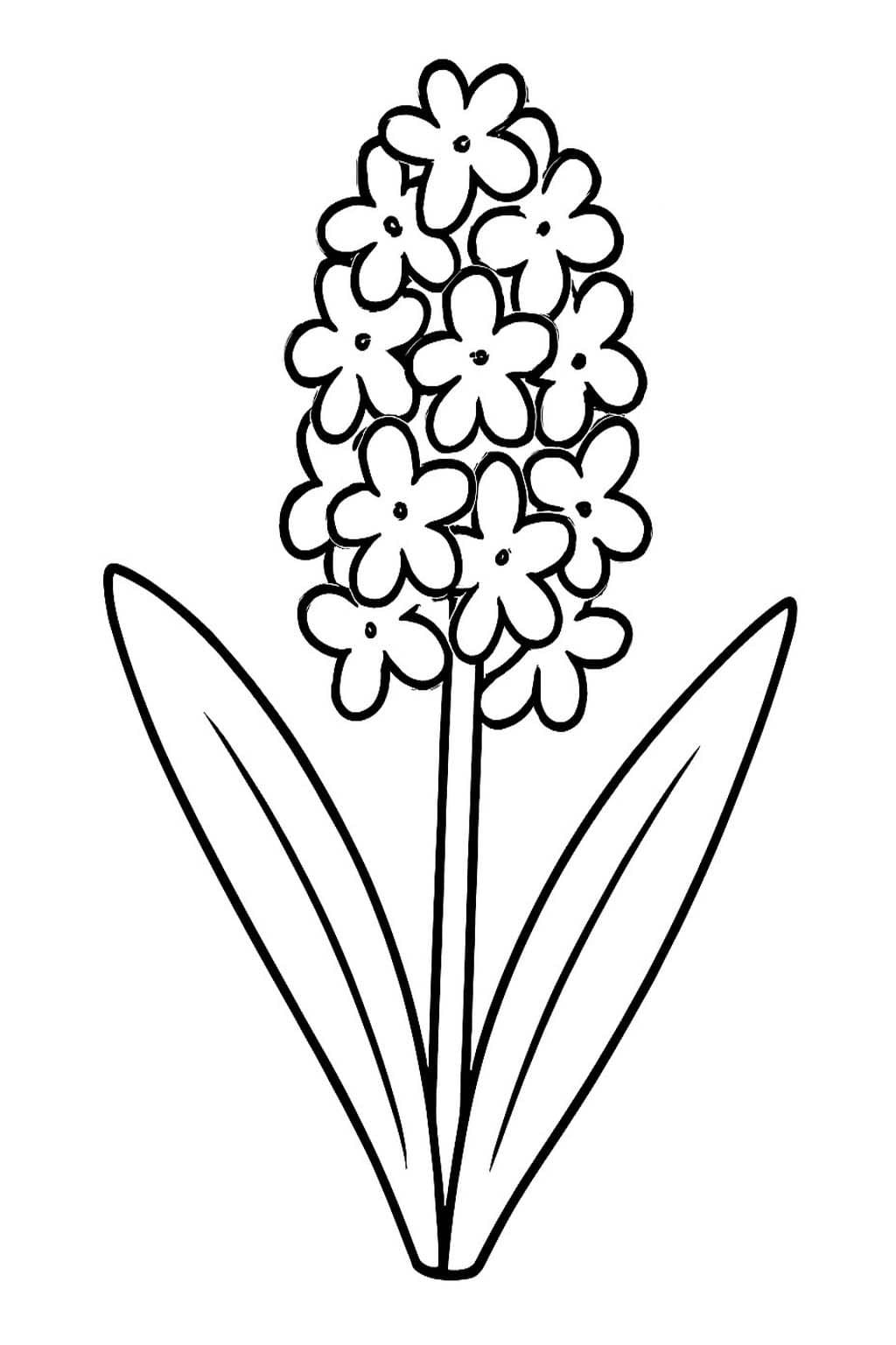 Hyacint zdarma omalovánka