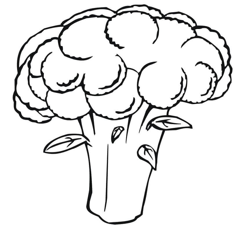 Květák zdarma prostý tisknutelné omalovánka