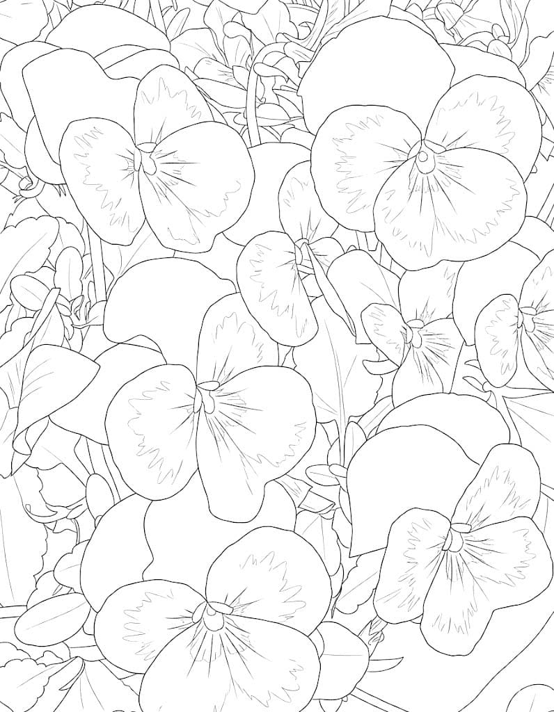 Maceška k vytisknutí omalovánka