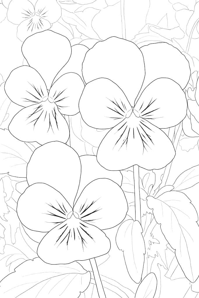 Maceška zdarma pro děti omalovánka