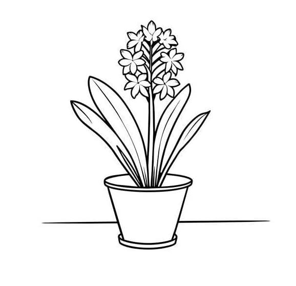 Nakreslete Hyacint pro děti omalovánka