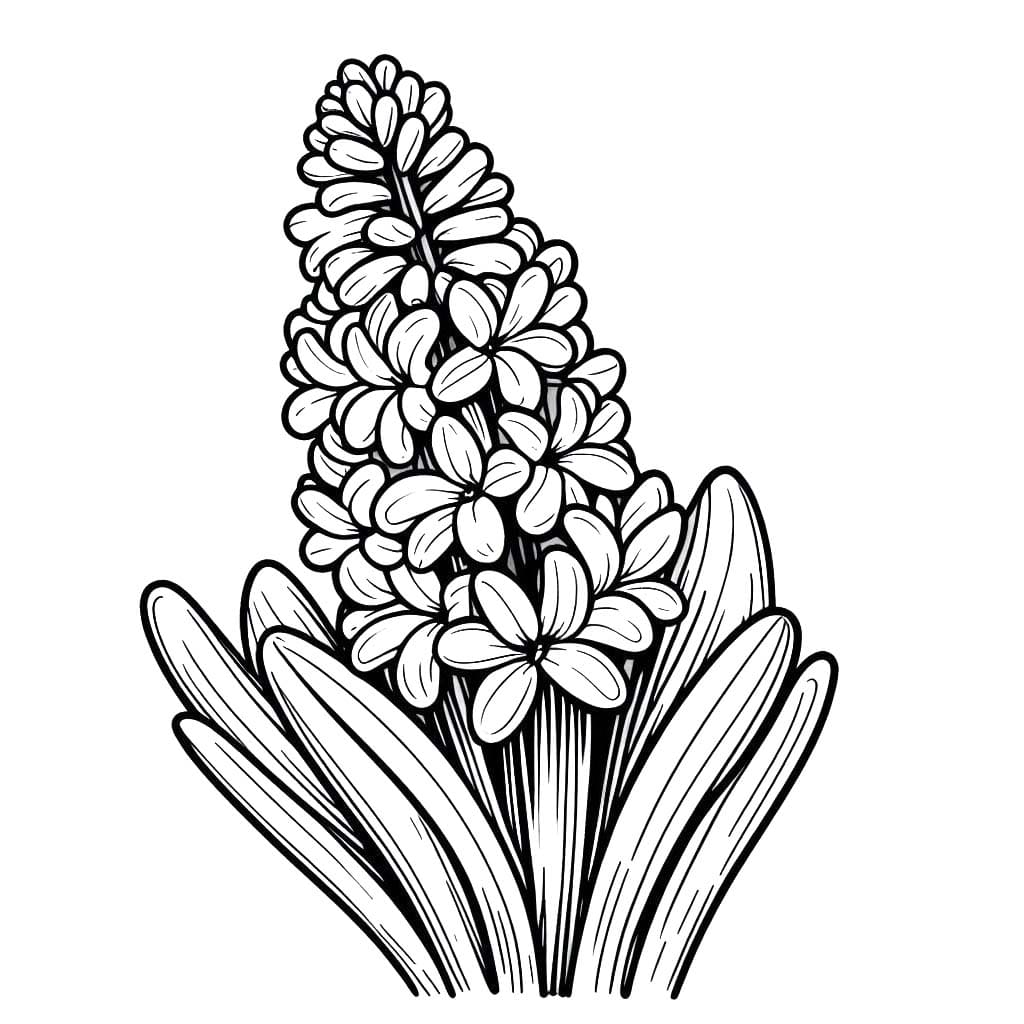 Nakreslete Hyacint prostý tisknutelné omalovánka