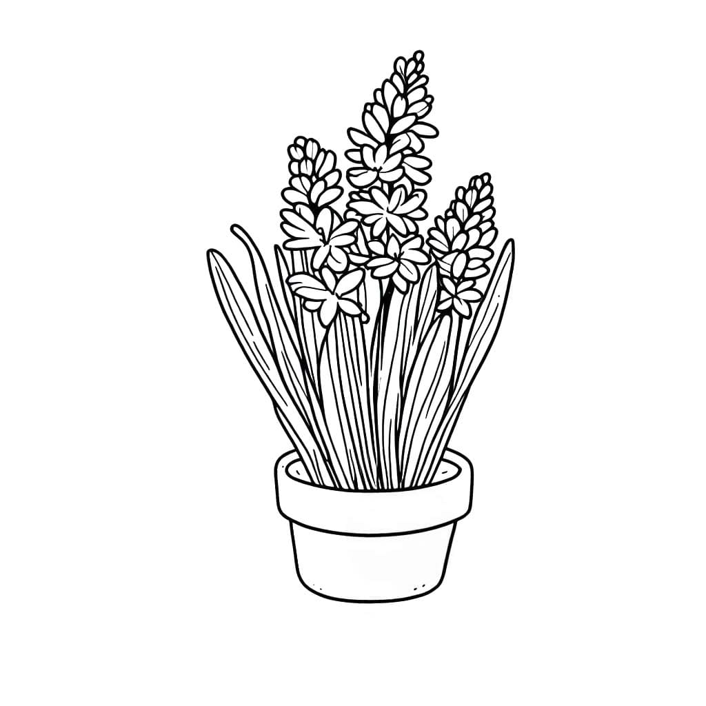 Nakreslete Hyacint prostý omalovánka