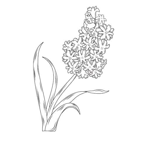 Nakreslete Hyacint snadný omalovánka