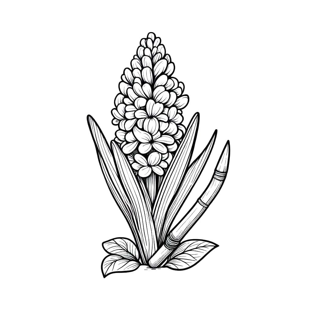 Nakreslete Hyacint základní omalovánka