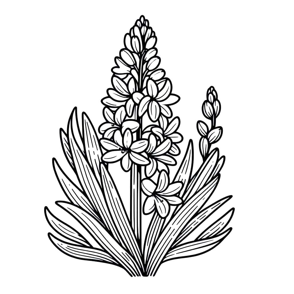 Nakreslete Hyacint zdarma pro děti omalovánka