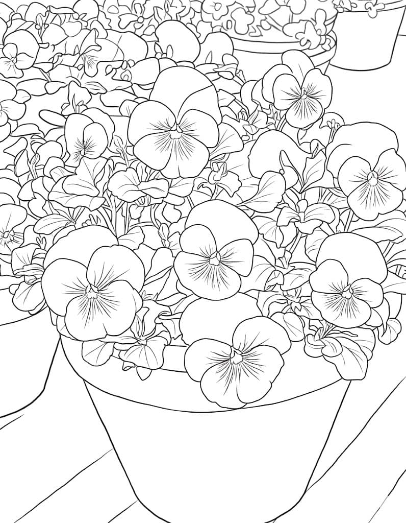 Nakreslete Maceška snadný omalovánka