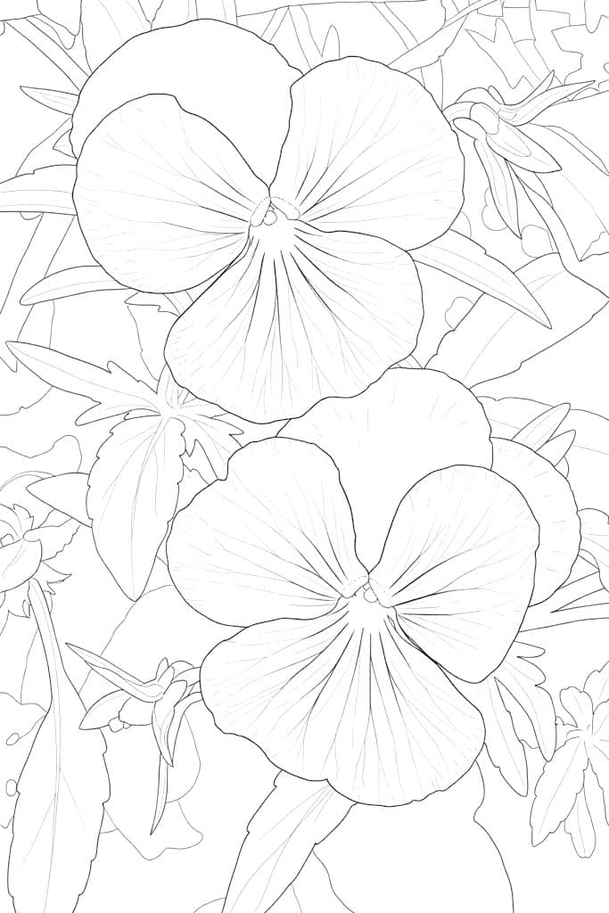 Nakreslete Maceška tisknutelné pro děti omalovánka